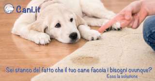 Sei stanco del fatto che il tuo cane faccia i bisogni ovunque? Ecco la soluzione!