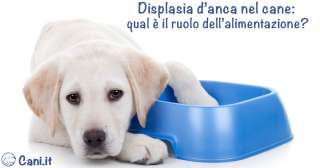 Displasia d’anca nel cane: qual è il ruolo dell’alimentazione?