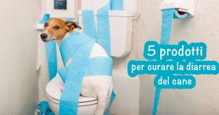 5 prodotti per curare la diarrea del cane