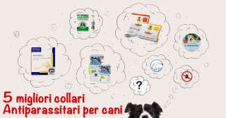 5 migliori collari antiparassitari per cani