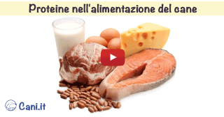 Proteine nell'alimentazione del cane