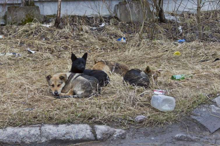 Il branco, quando i cani tornano ad essere selvatici