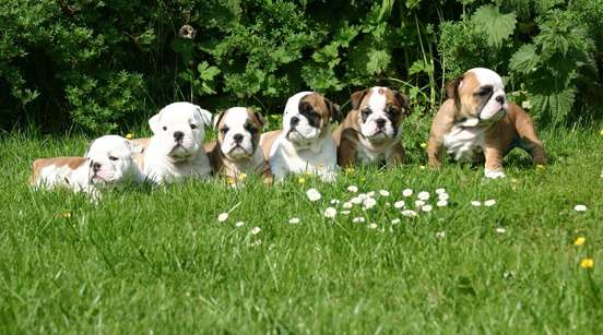 Come scegliere un cucciolo di Bulldog inglese