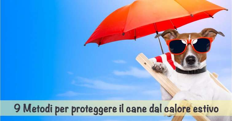 Come proteggere il cane dal calore estivo