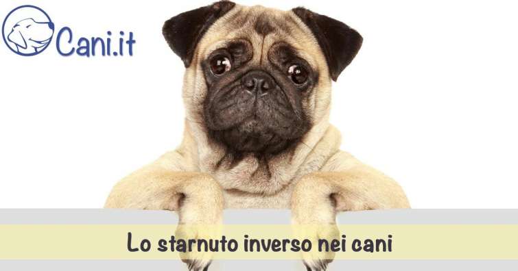 Lo starnuto inverso nei cani