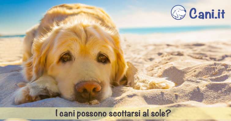 I cani possono scottarsi al sole?