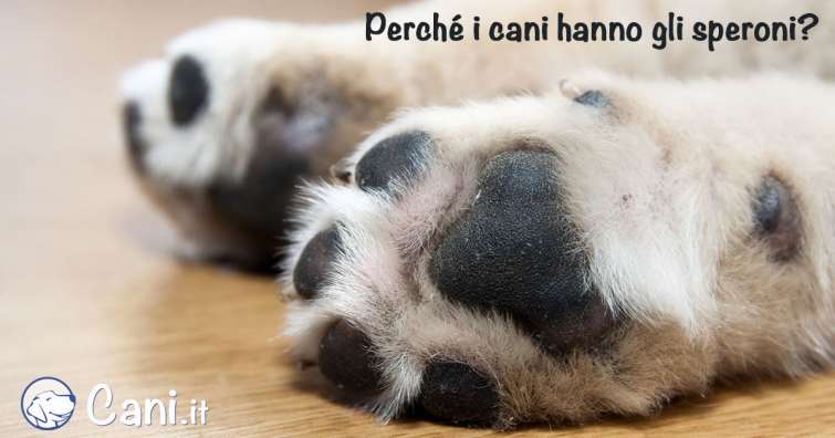 Perché i cani hanno gli speroni?