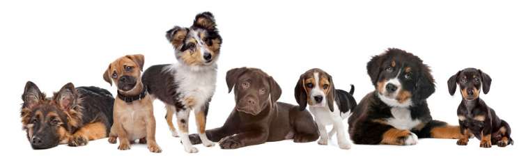 Adottare un cane: Pedigree ed anagrafe canile
