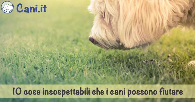 10 cose insospettabili che i cani possono fiutare