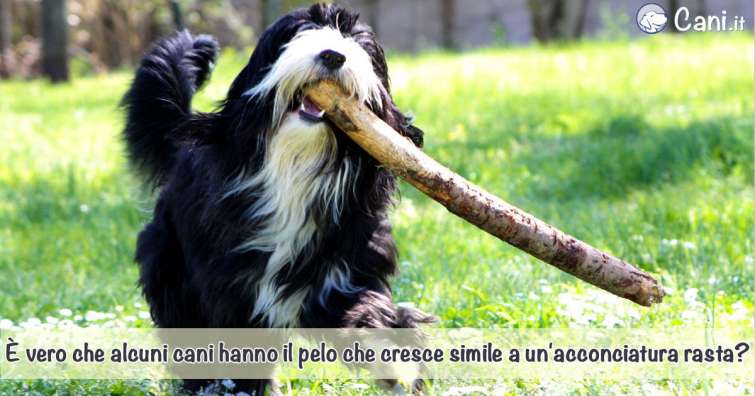 È vero che alcuni cani hanno il pelo che cresce simile a un\'acconciatura rasta?