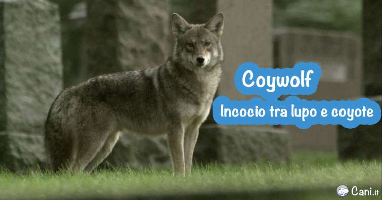 il coywolf, un incrocio tra lupo, coyote e cane