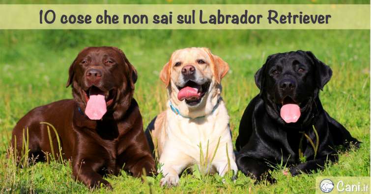 10 cose che non sai sul Labrador Retriever