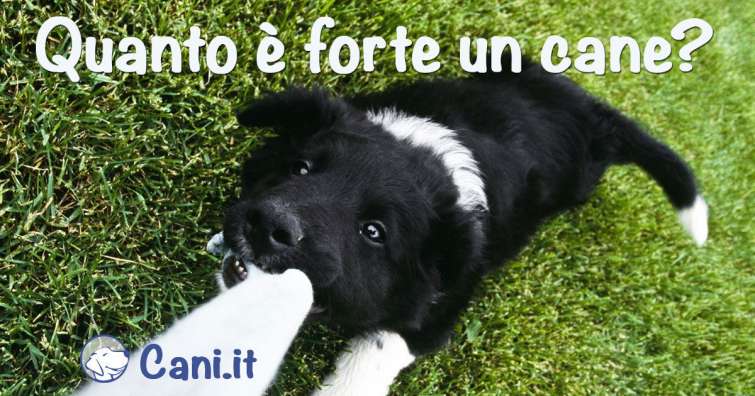 Quanto è forte un cane?