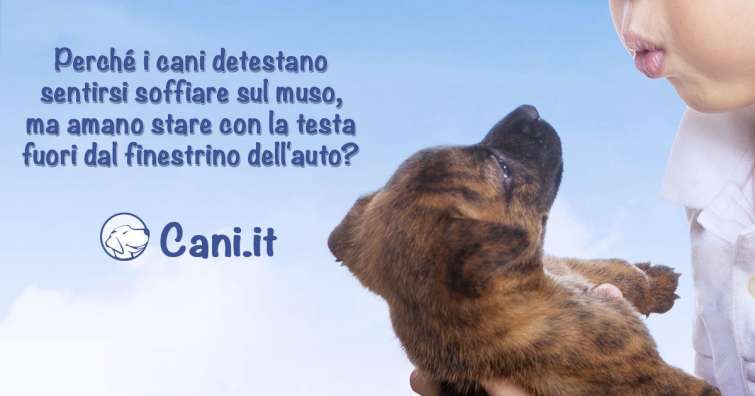 Perché i cani detestano sentirsi soffiare sul muso?