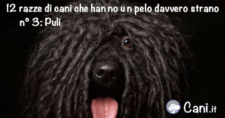 12 razze di cani che hanno un pelo davvero strano