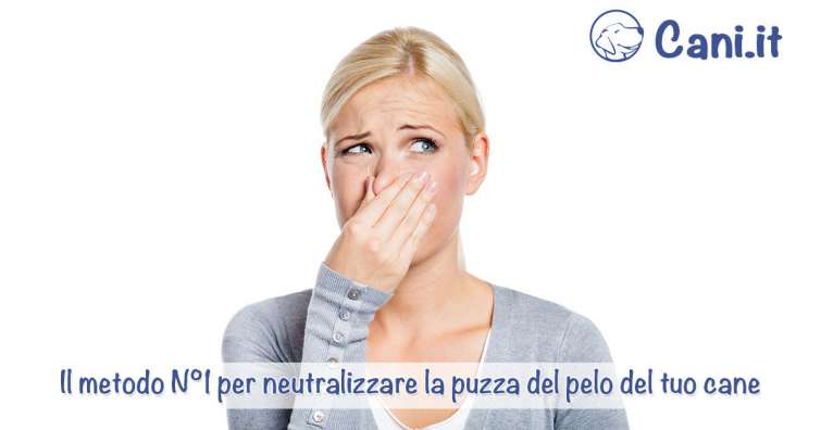 Il metodo N°1 per neutralizzare la puzza del pelo del tuo cane