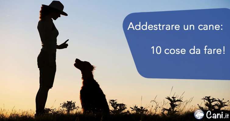 Addestrare un cane: 10 cose da fare!
