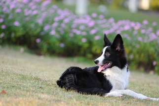 Border collie