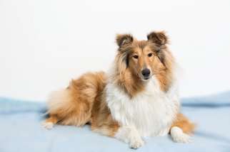 COLLIE