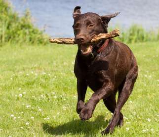 Labrador retriever