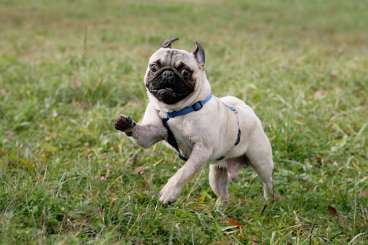 Carlino buffo corre sul prato