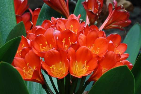 Clivia