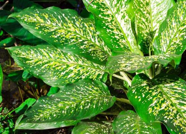 Dieffenbachia