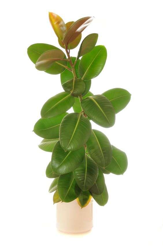 Ficus