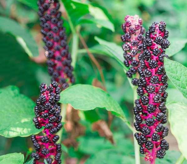 Phytolacca