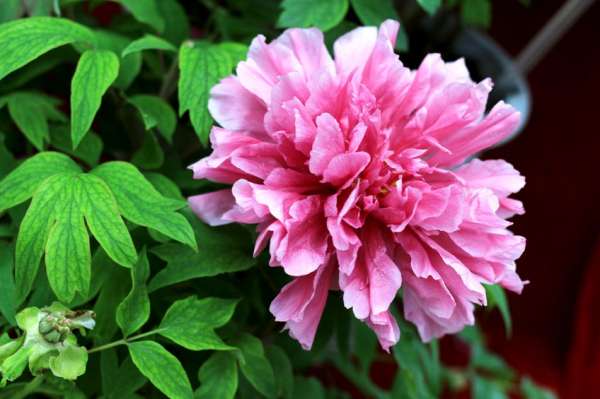 Peonia