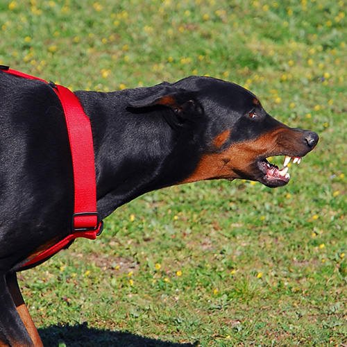 Dobermann aggressivo