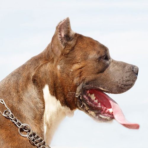 american staffordshire