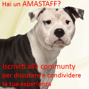 Amstaff social