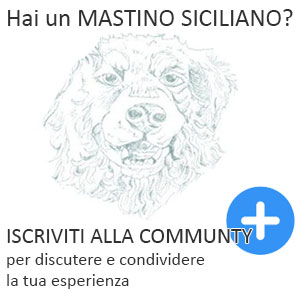 Mastino siciliano social